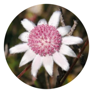 ピンク フランネル フラワー Pink Flannel Flower (15ml)
