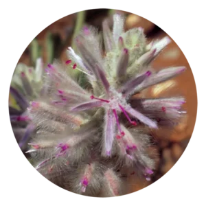 ピンク ムラ ムラ Pink Mulla Mulla (15ml)