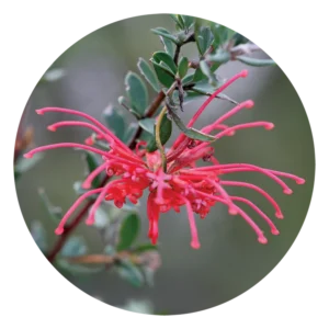 レッド グレヴィレア Red Grevillea (15ml)