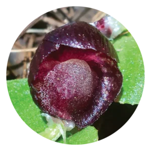 レッド ヘルメット オーキッド Red Helmet Orchid (15ml)