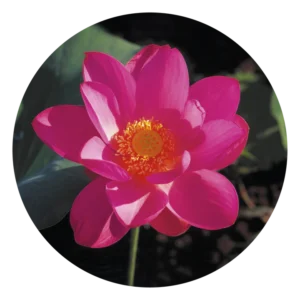 レッド リリー Red Lily (15ml)