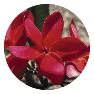 レッド スーヴァ フランジパーニ Red Suva Frangipani (15ml)