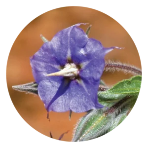 ラフ ブルーベル Rough Bluebell (15ml)