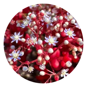 セダム Sedum (15ml)