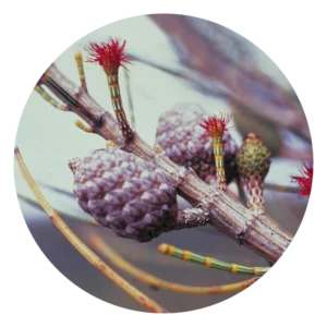 シー オウク She Oak (15ml)