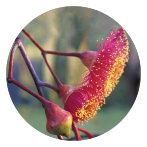 シルバー プリンセス Silver Princess (15ml)