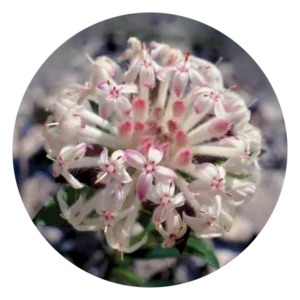 スレンダー ライス フラワー Slender Rice Flower (15ml)