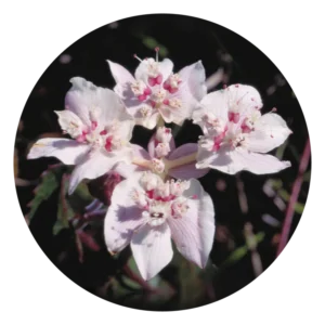 サザン クロス Southern Cross (15ml)