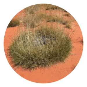 スピニフェックス Spinifex (15ml)