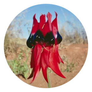 スタート デザート ピー Sturt Desert Pea (15ml)