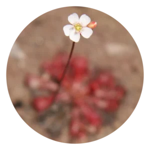 サンデュー Sundew (15ml)