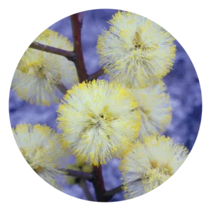 サンシャイン ワトル Sunshine Wattle (15ml)