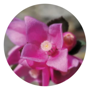 シドニー ローズ Sydney Rose (15ml)