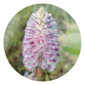 トール ムラ ムラ Tall Mulla Mulla (15ml)