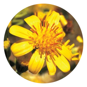 トール イエロー トップ Tall Yellow Top (15ml)