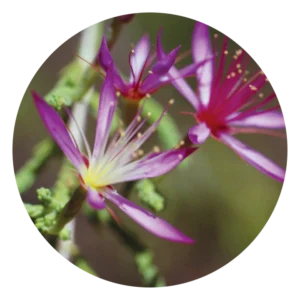 ターキー ブッシュ Turkey Bush (15ml)