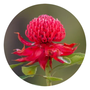 ワラタ Waratah (15ml)