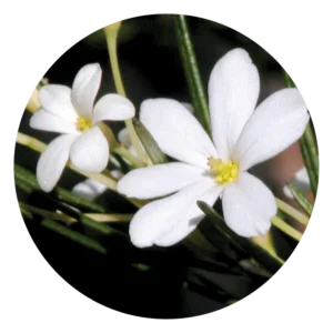 ウェディング ブッシュ Wedding Bush (15ml)