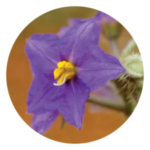 ワイルド ポテト ブッシュ Wild Potato Bush (15ml)