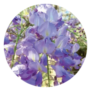 ウィステリア Wisteria (15ml)