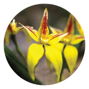 イエロー カウスリップ オーキッド Yellow Cowslip Orchid (15ml)