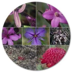 エマージェンシー エッセンス Emergency Essence (15ml)